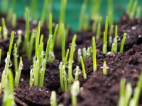 Overseeding Fescue in Georgia