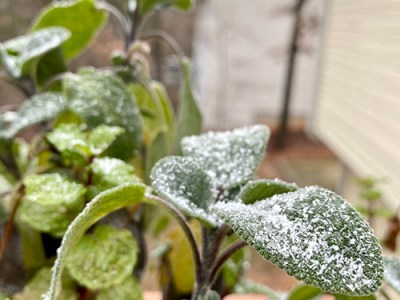 Frost Damage – Fighting the Urge to Prune