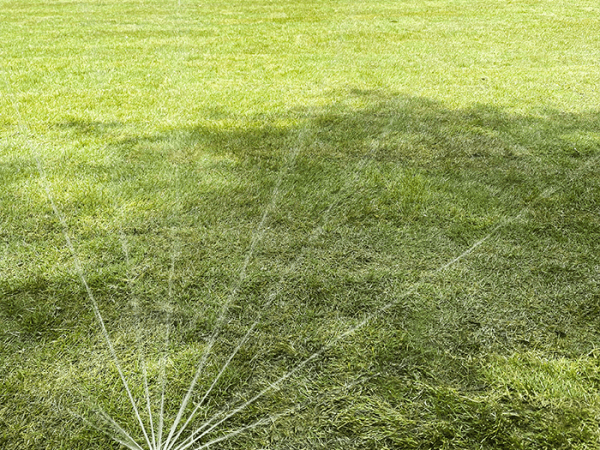 Lawn Maintenance Basics: Watering