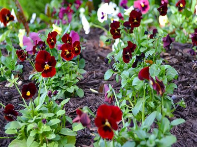 Fall Planting, a Stress Relief for You and Your Garden