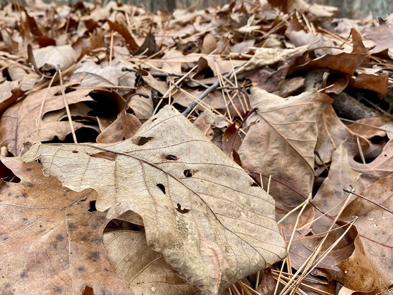 When Life Gives you Leaves, Make Mulch